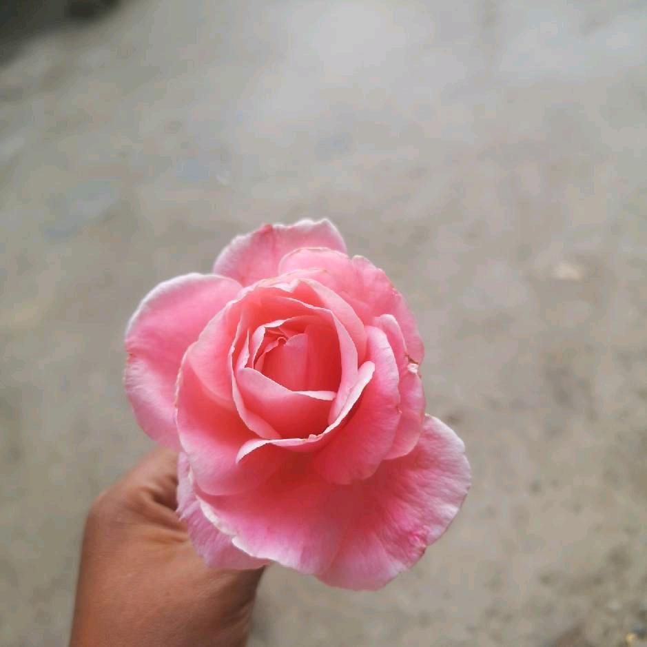 💋雪儿👣 家有三娃