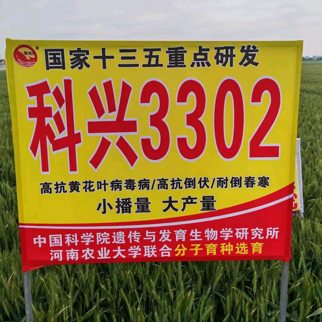 你惊艳了我的时光-粮食收购