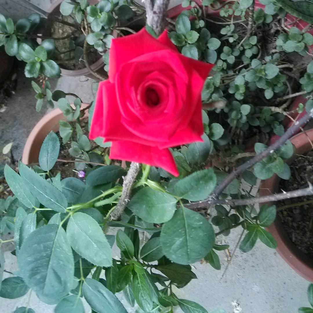 希琪森