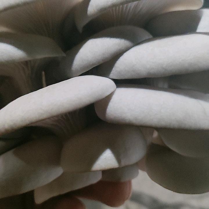 朱洪福。