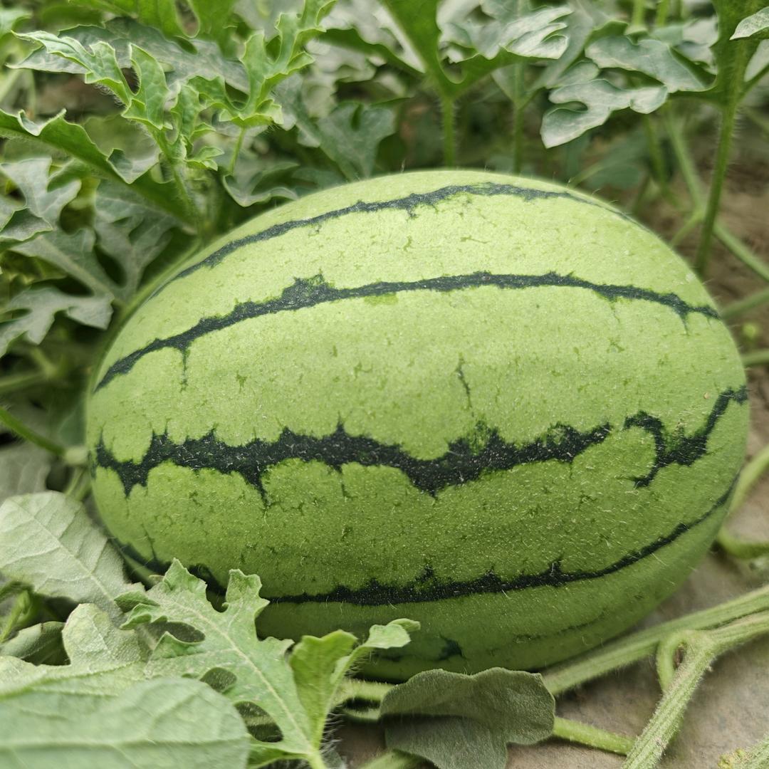 早春红玉小西瓜种植