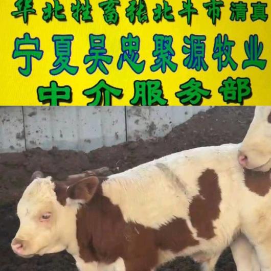 张北牛市宁夏吴忠清真聚源牧业
