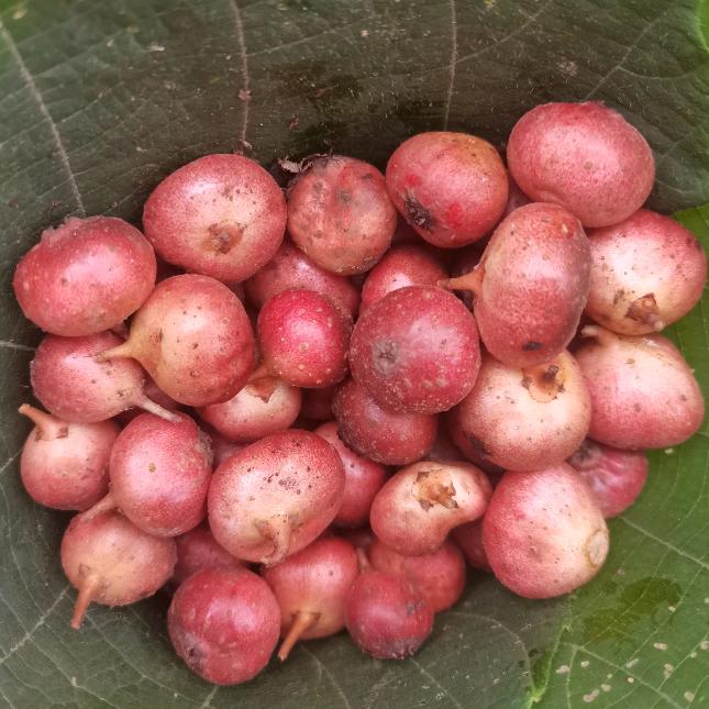 胡姐(陪孩子抗郁成功版)