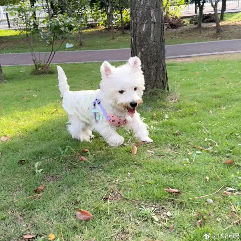 种满香菜