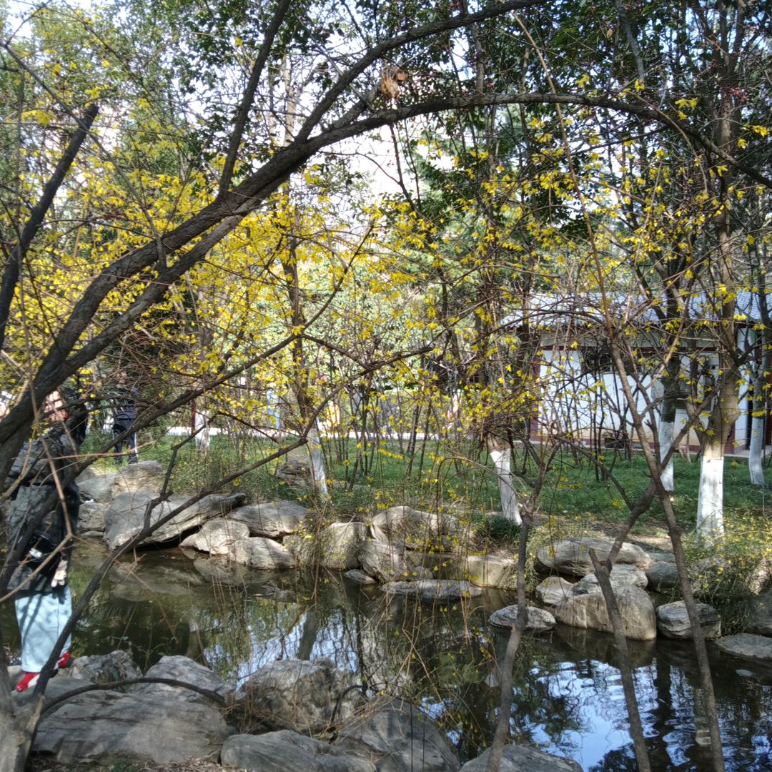 埃尔法
