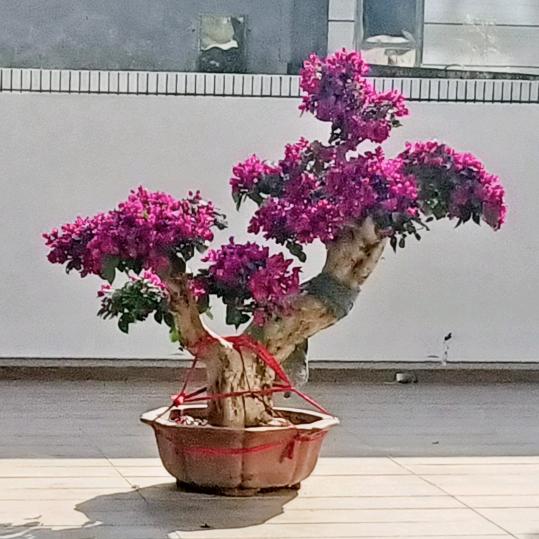 小林