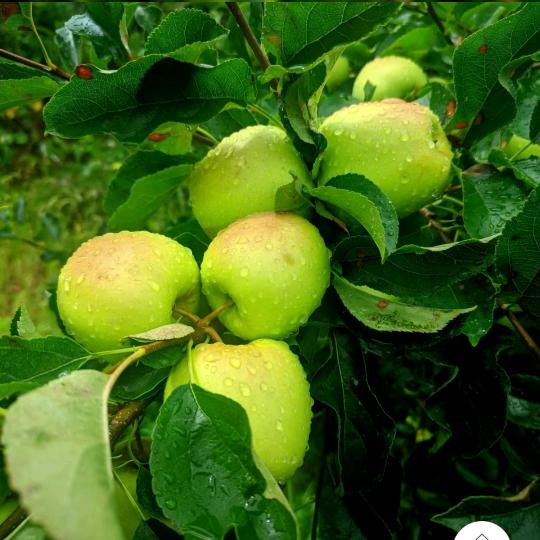 正宗小金苹果店