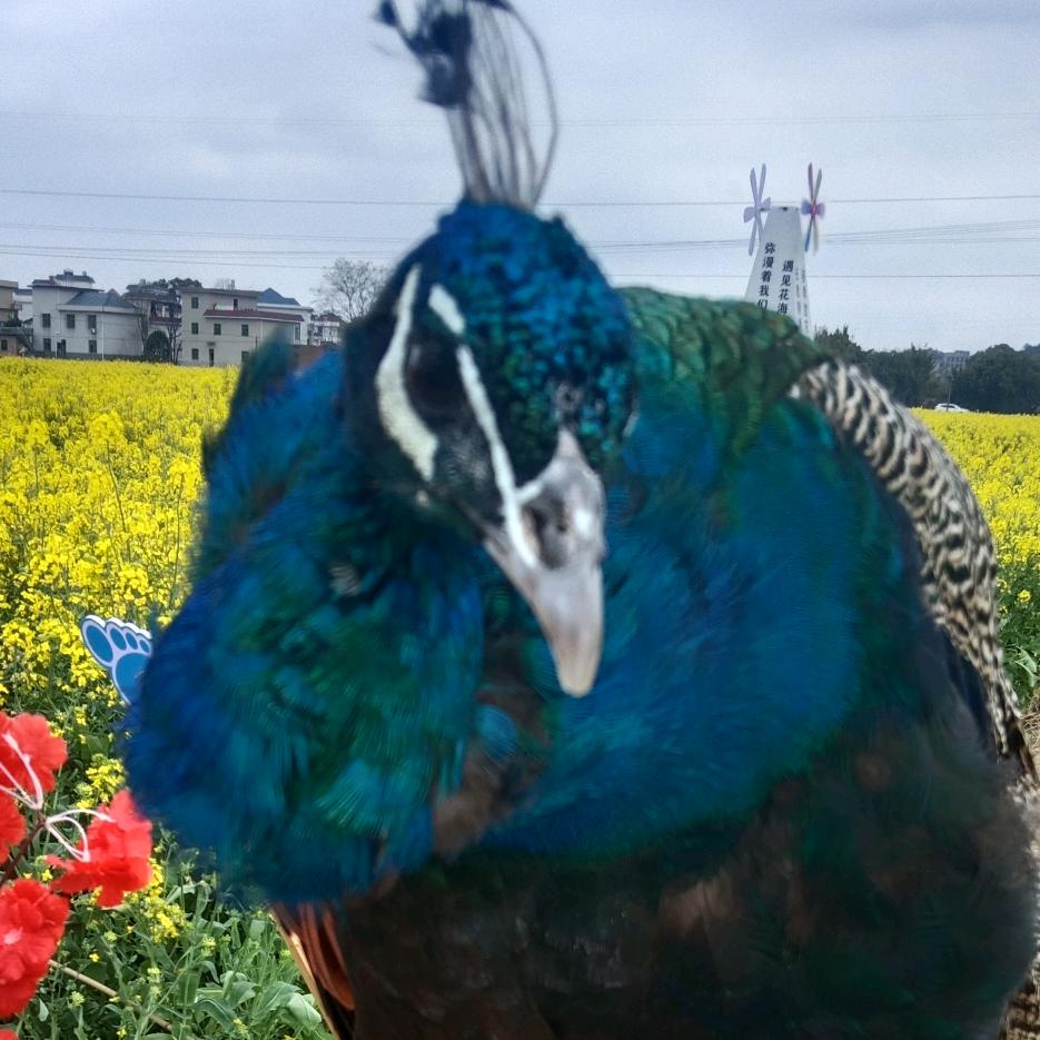 🫱福哥🫲💕798@🤟