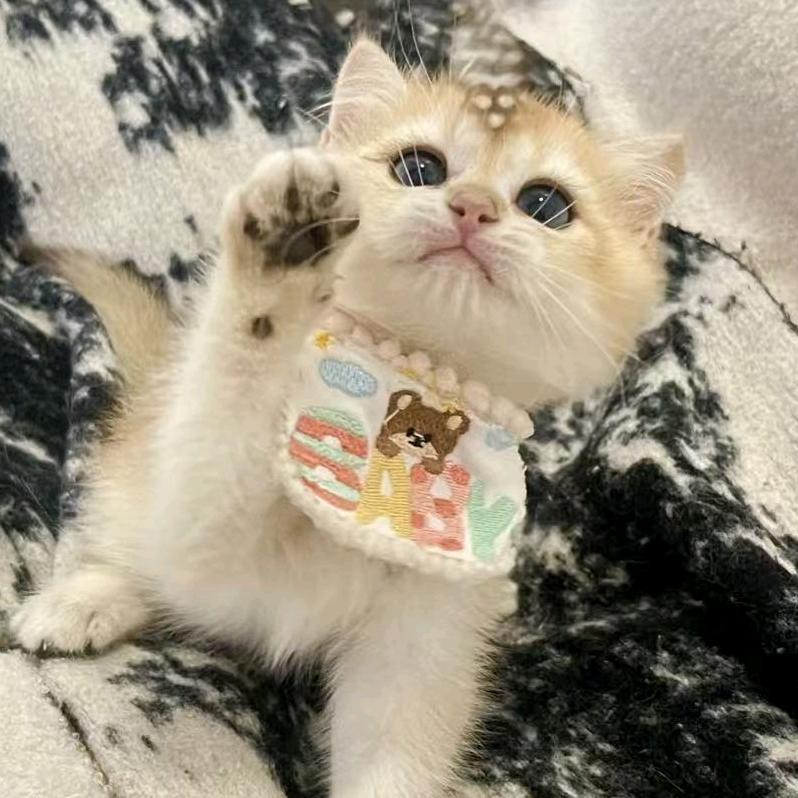 泡芙是只猫