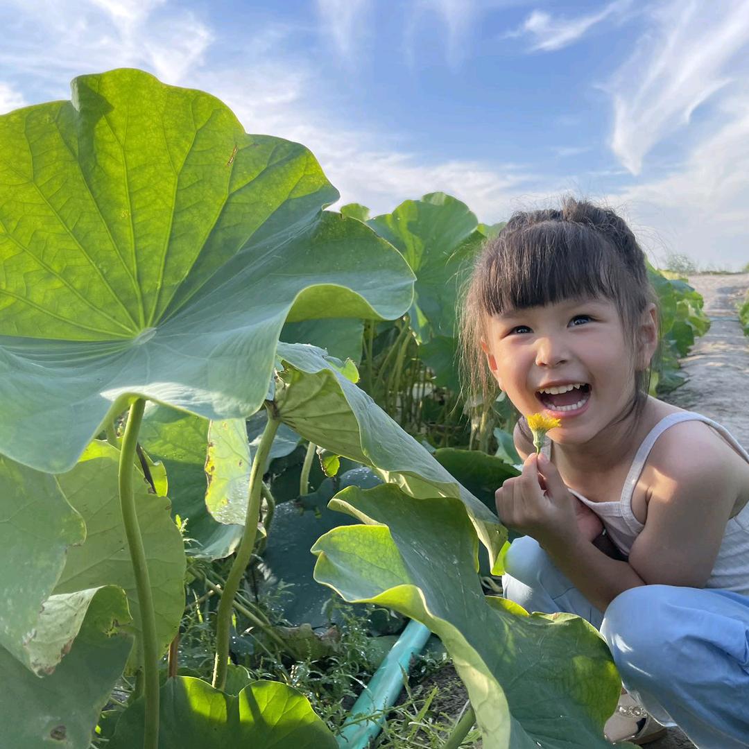 夏荷