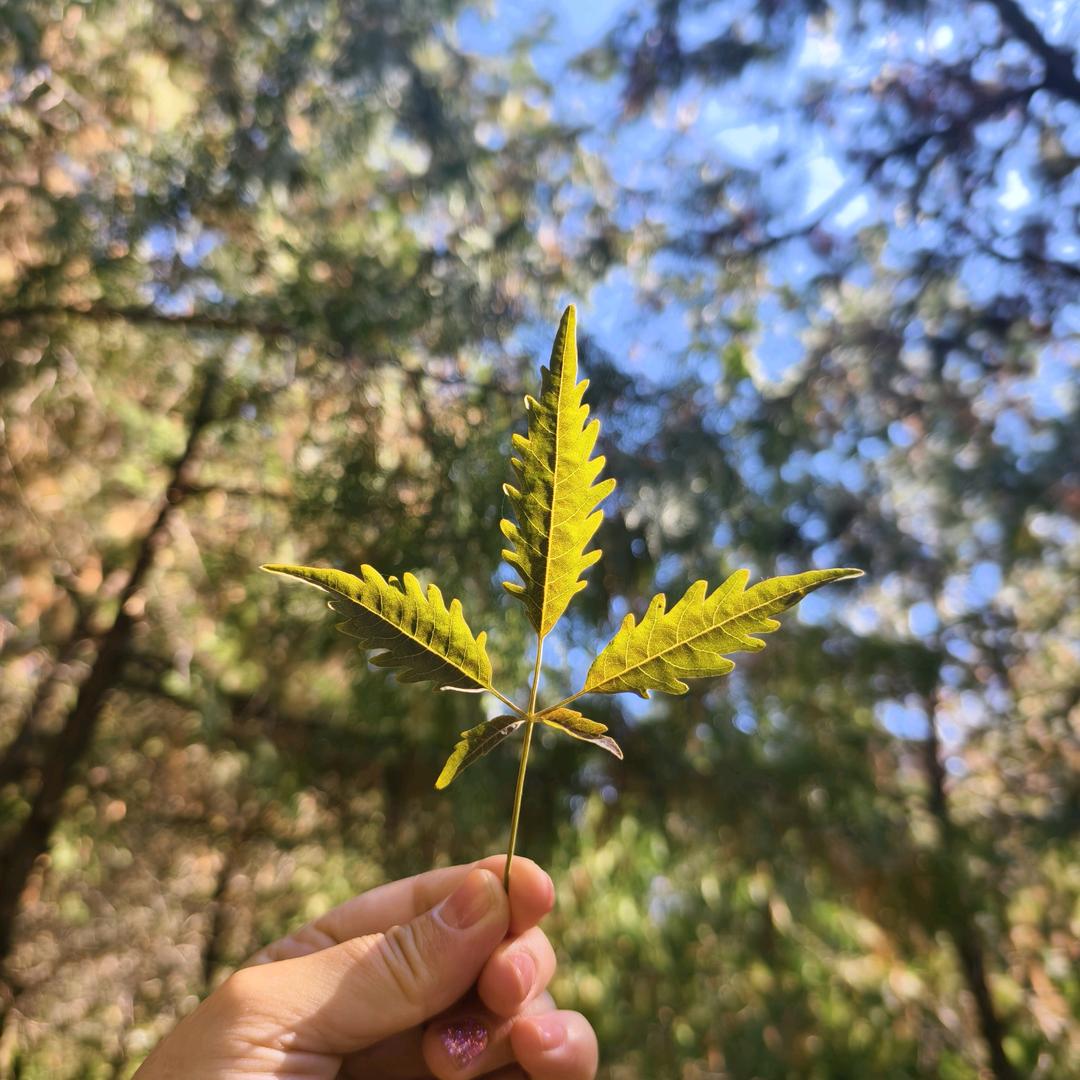 临沂百钰问题肌刘姐