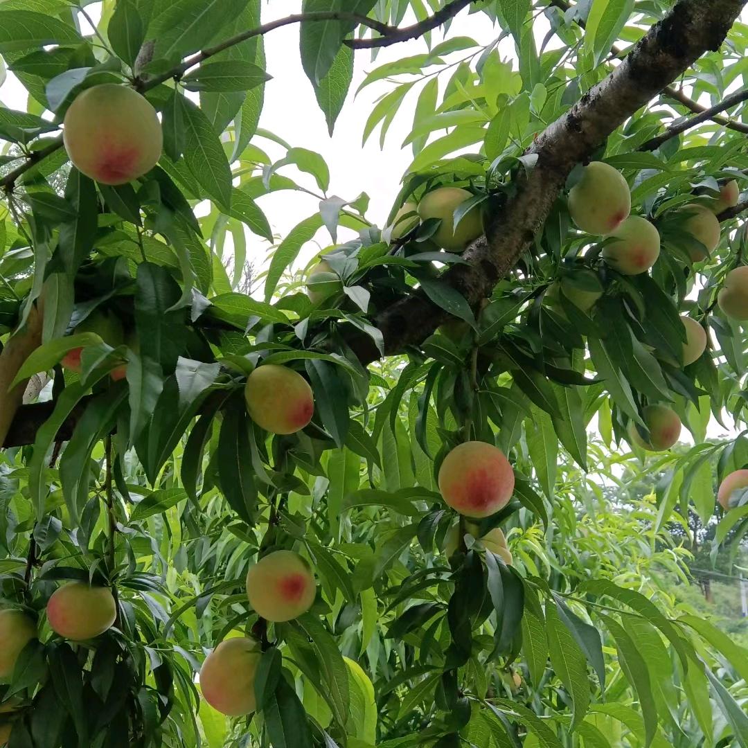 果呈壹品水果超市