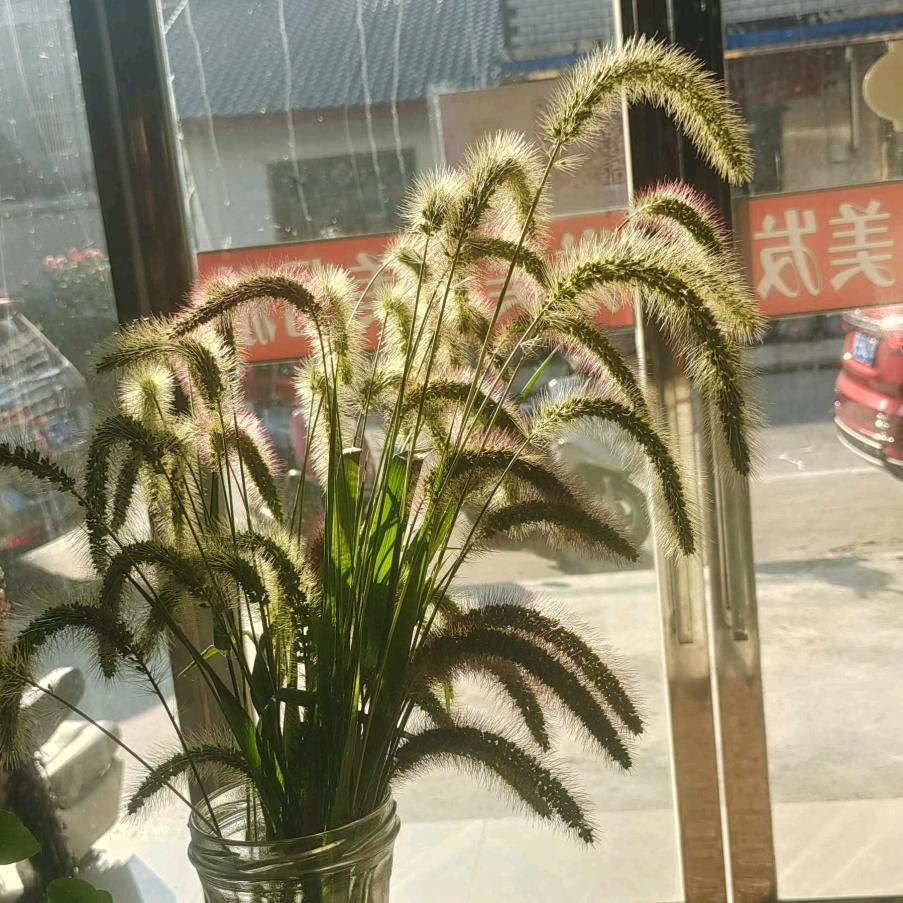 丛丛