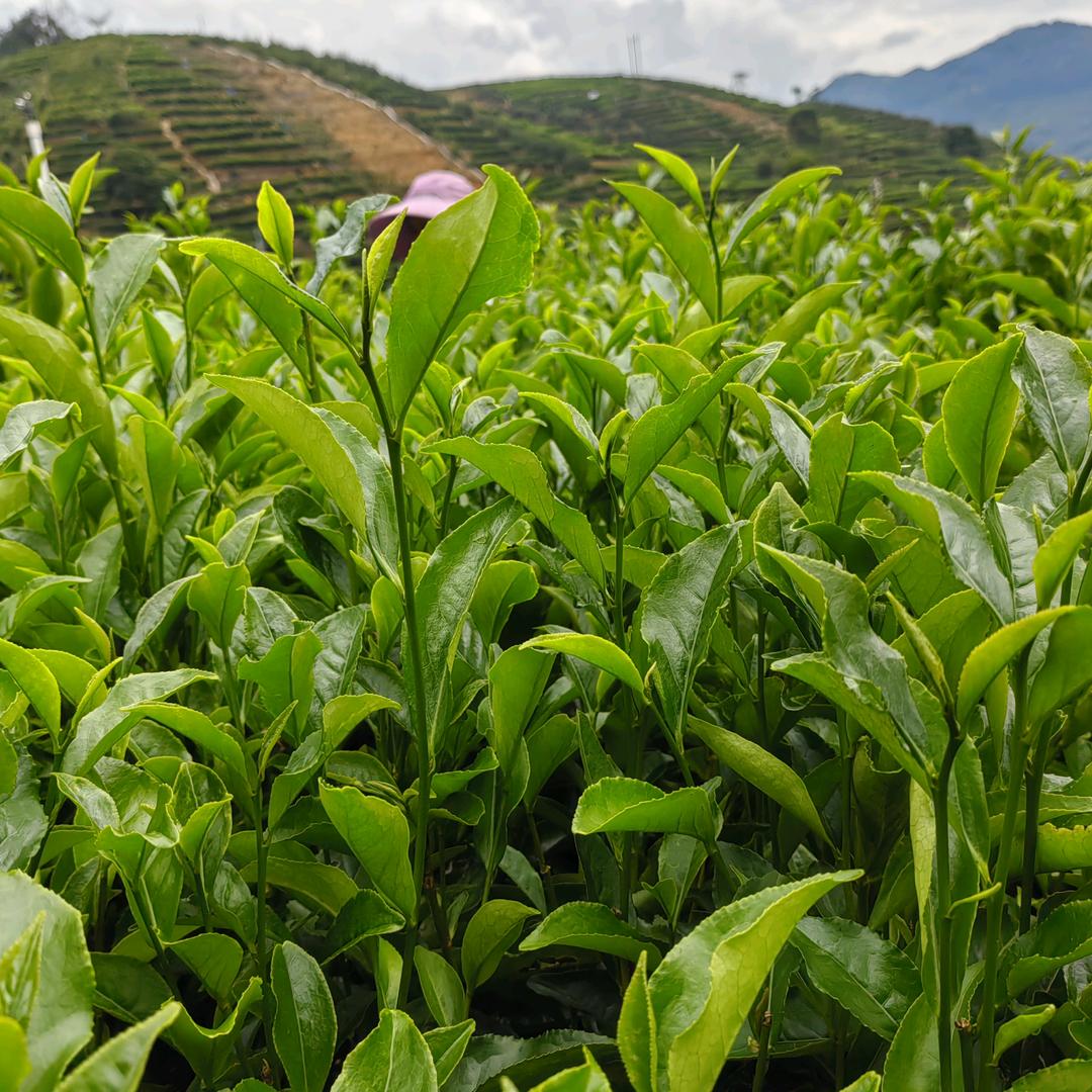 凤凰单丛茶原产地批发