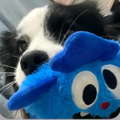 老野的白粿生活！