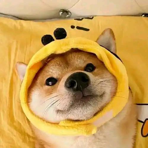 ℘゛阿莫呀ꦿ²⁰²⁴