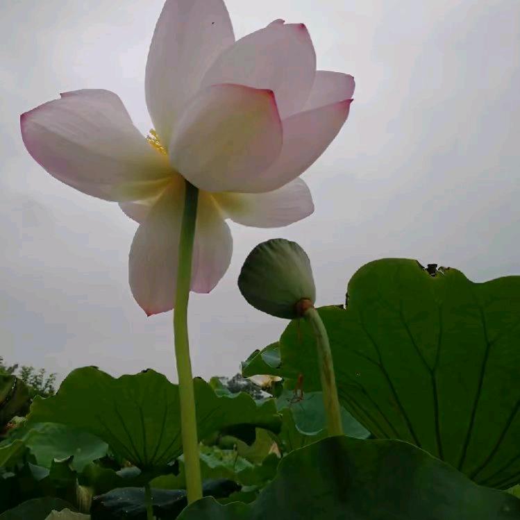 心若莲花