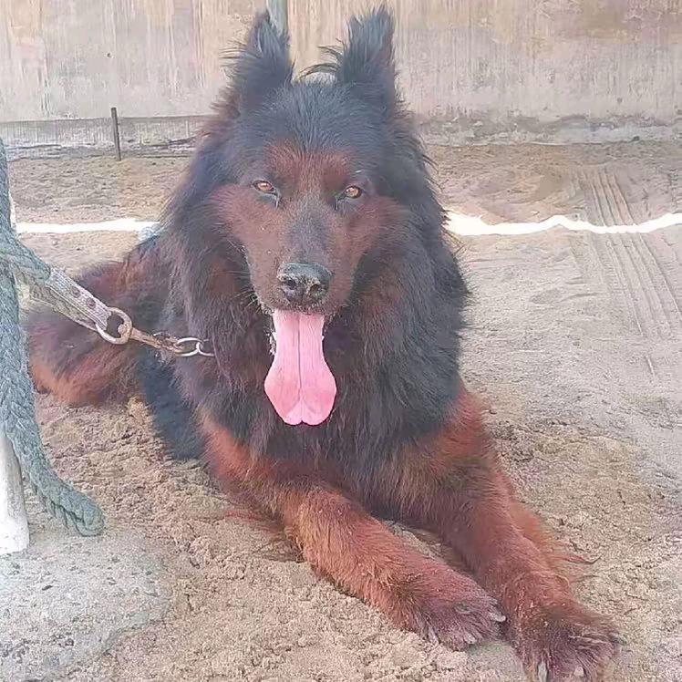 红狮牧羊犬大小都有