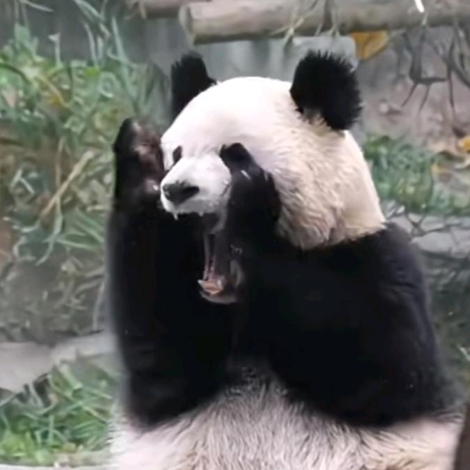 渝爱