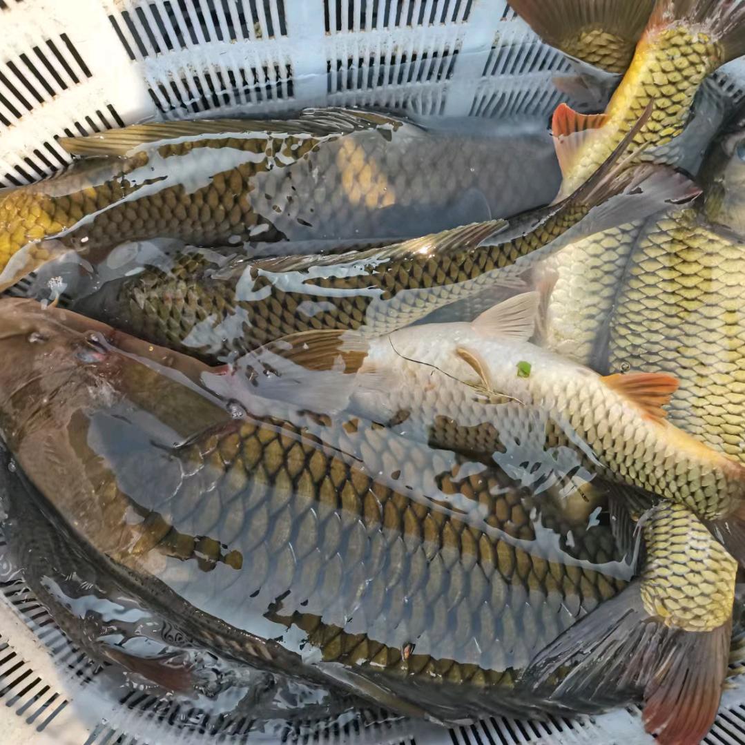 澜沧江野生江鱼🐟🐟🐟