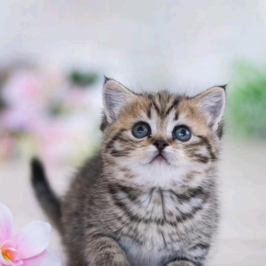 绿幕直播，每天晚8点10