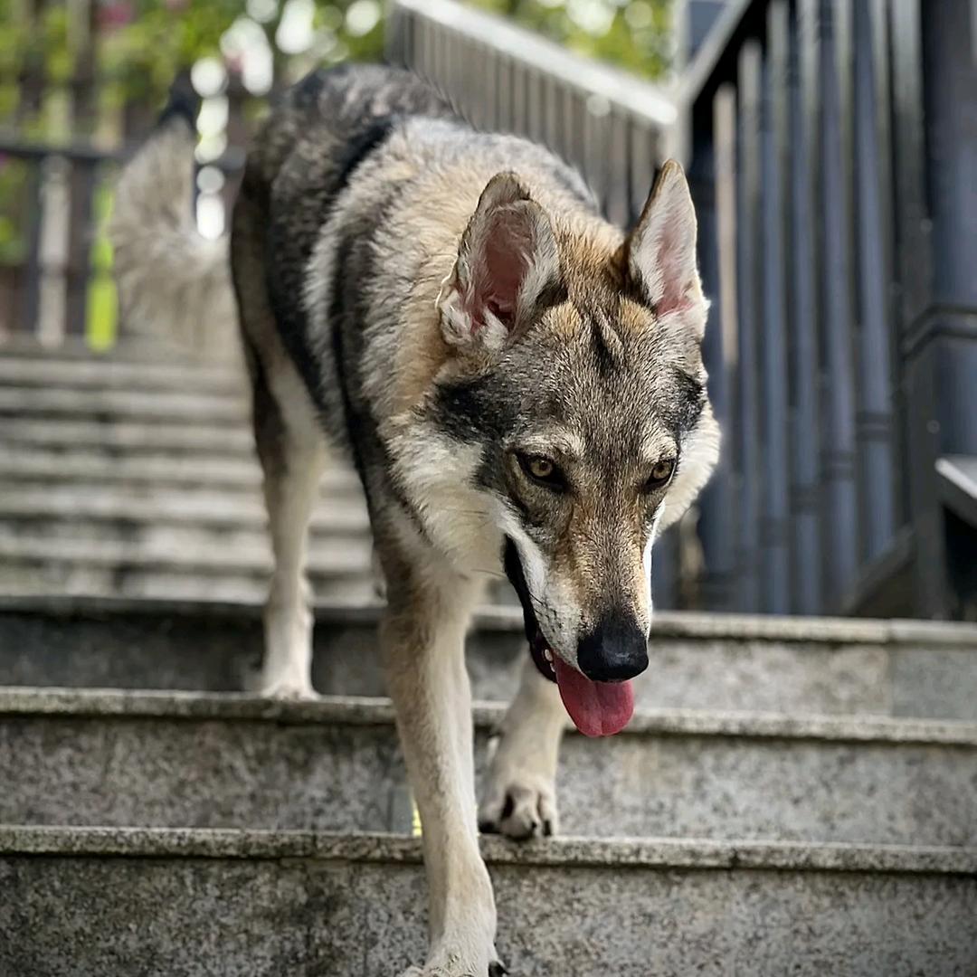 东来犬业配育基地