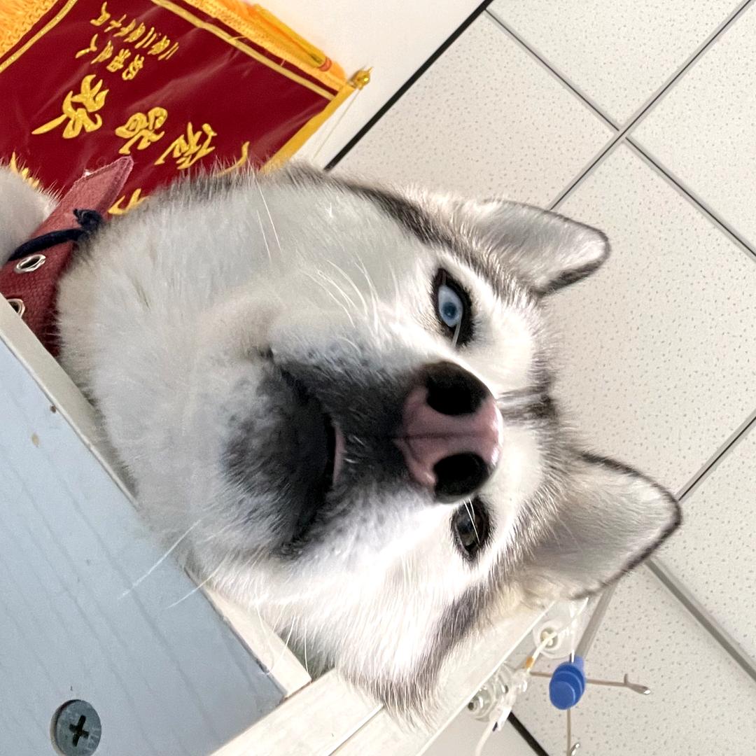 榴莲屁