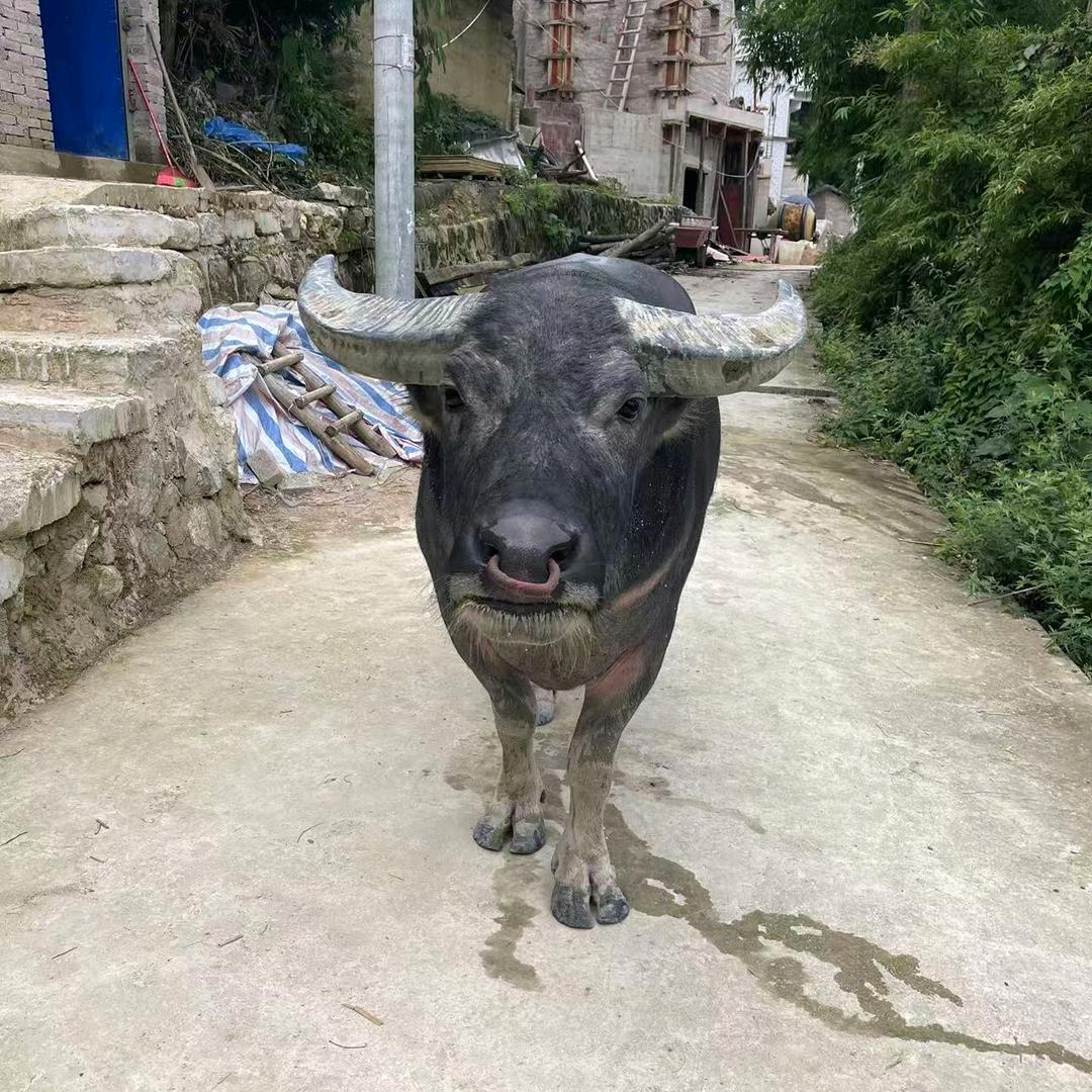 我在贵州等你