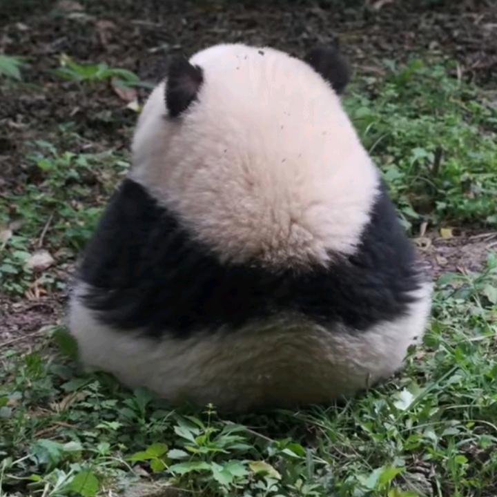 🌿晚风吹行舟头像