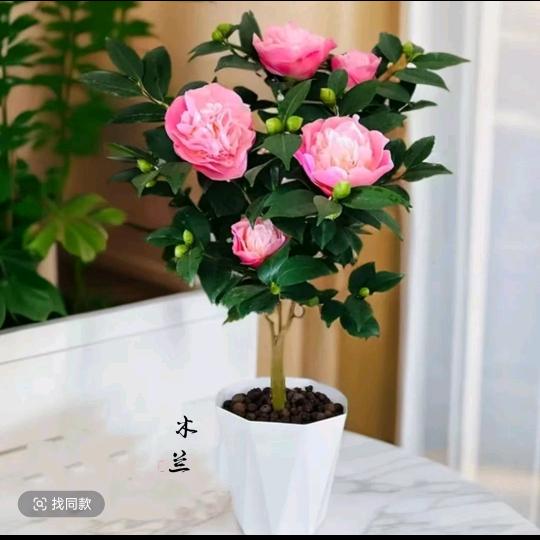 停机的爱情