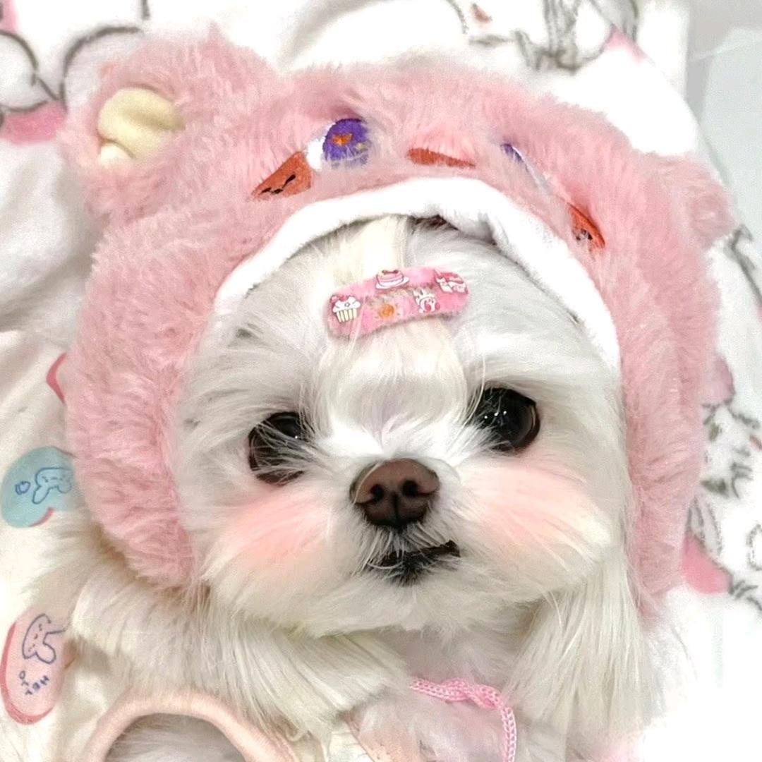 黄哥帮你选狗