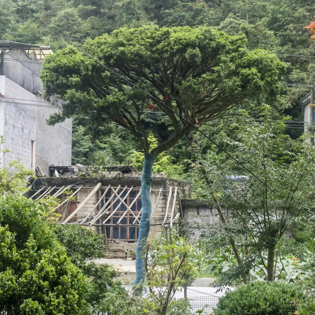 严肃园艺雀舌黄杨基地直发