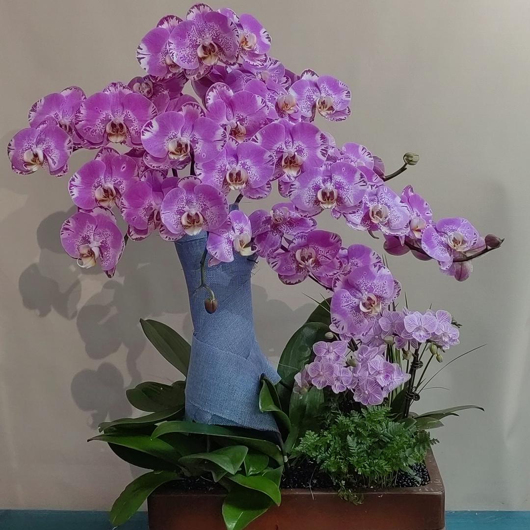 深圳奇花异木花卉严选