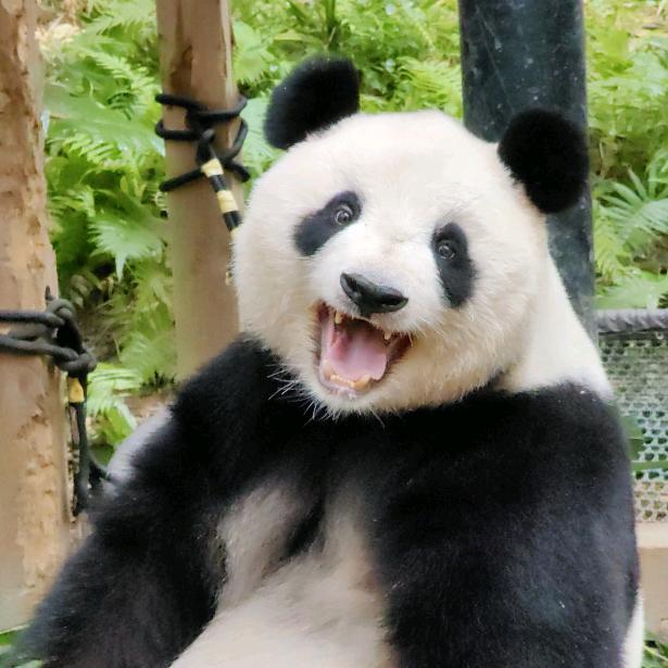 熎珞