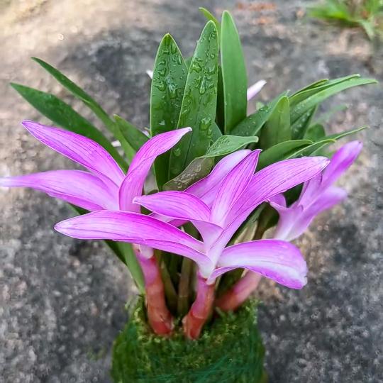 松客