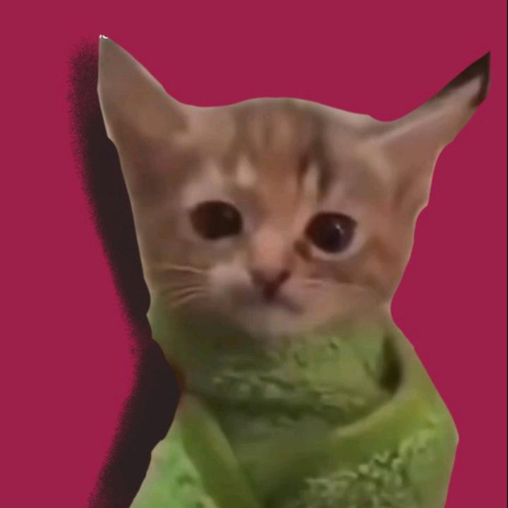 骑着小猫过马路