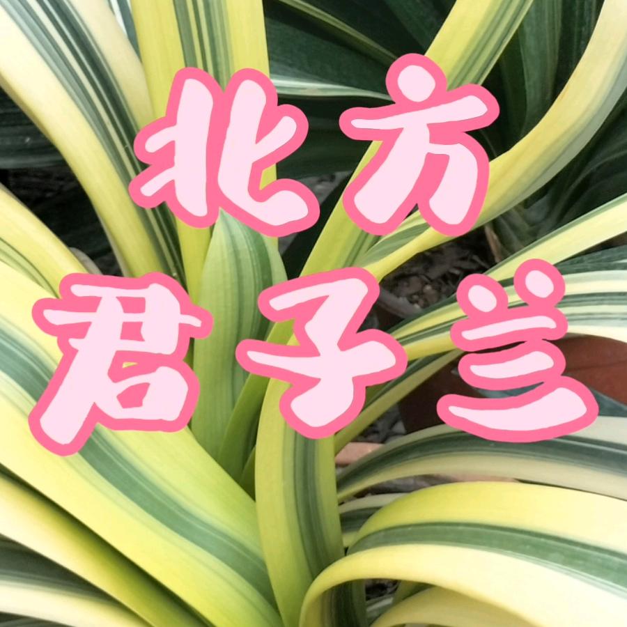 北方君子兰