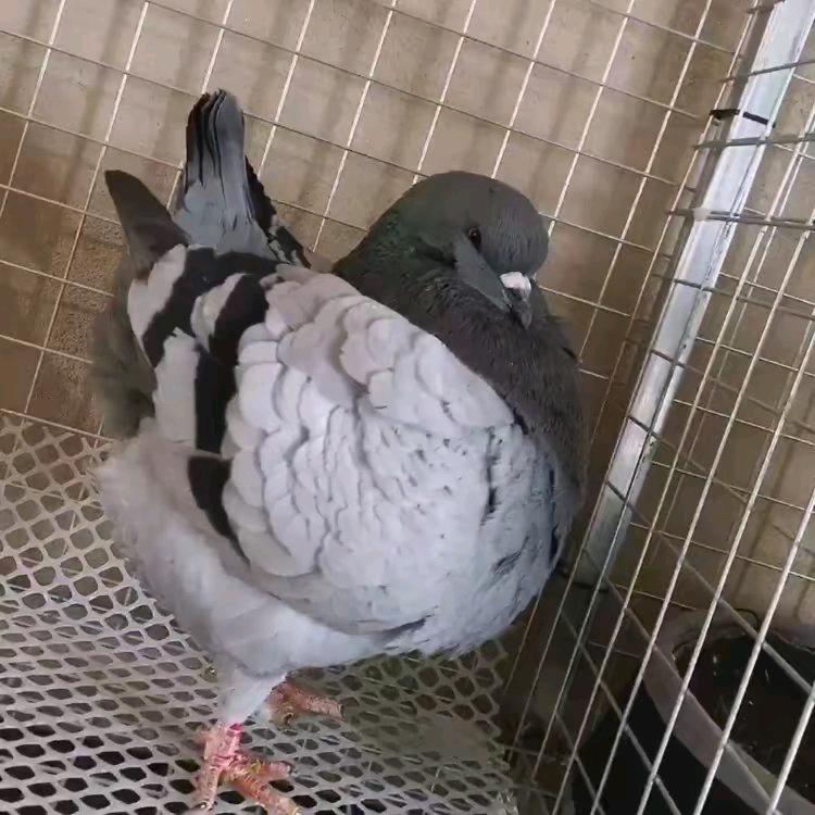 大牛zi圆环鸽舍