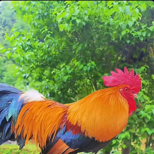 多多土鸡生态养殖