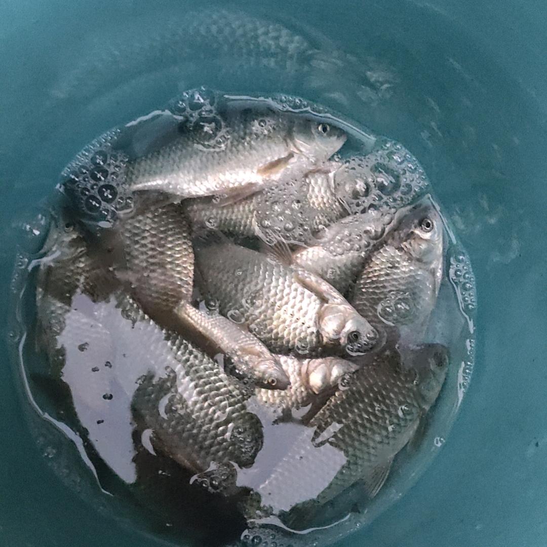 连竿，爆护了✔🐯 ⁹⁸¹³