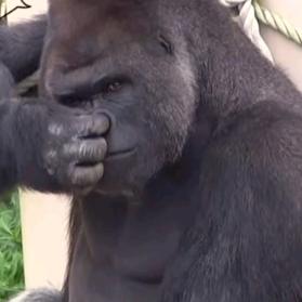 亚马逊黑皮大猩猩