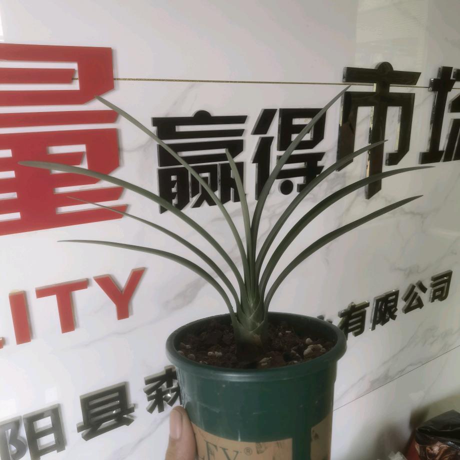 森森曾