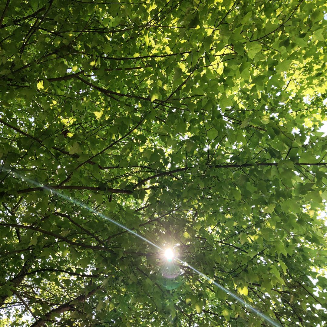 🌈🌈🌈若梦@蕨🐯🐯🐭