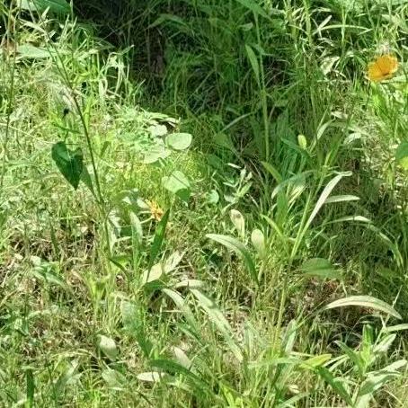 小虫