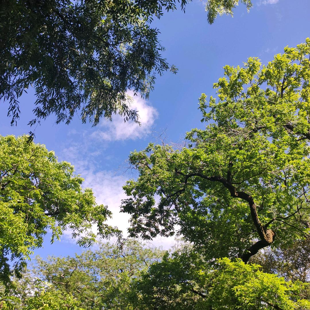中国迪马(鲁西北)
