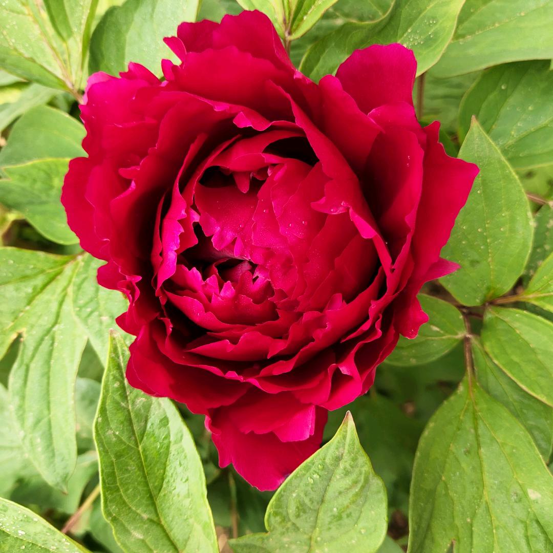 雪中梅(拒私聊拒合拍)