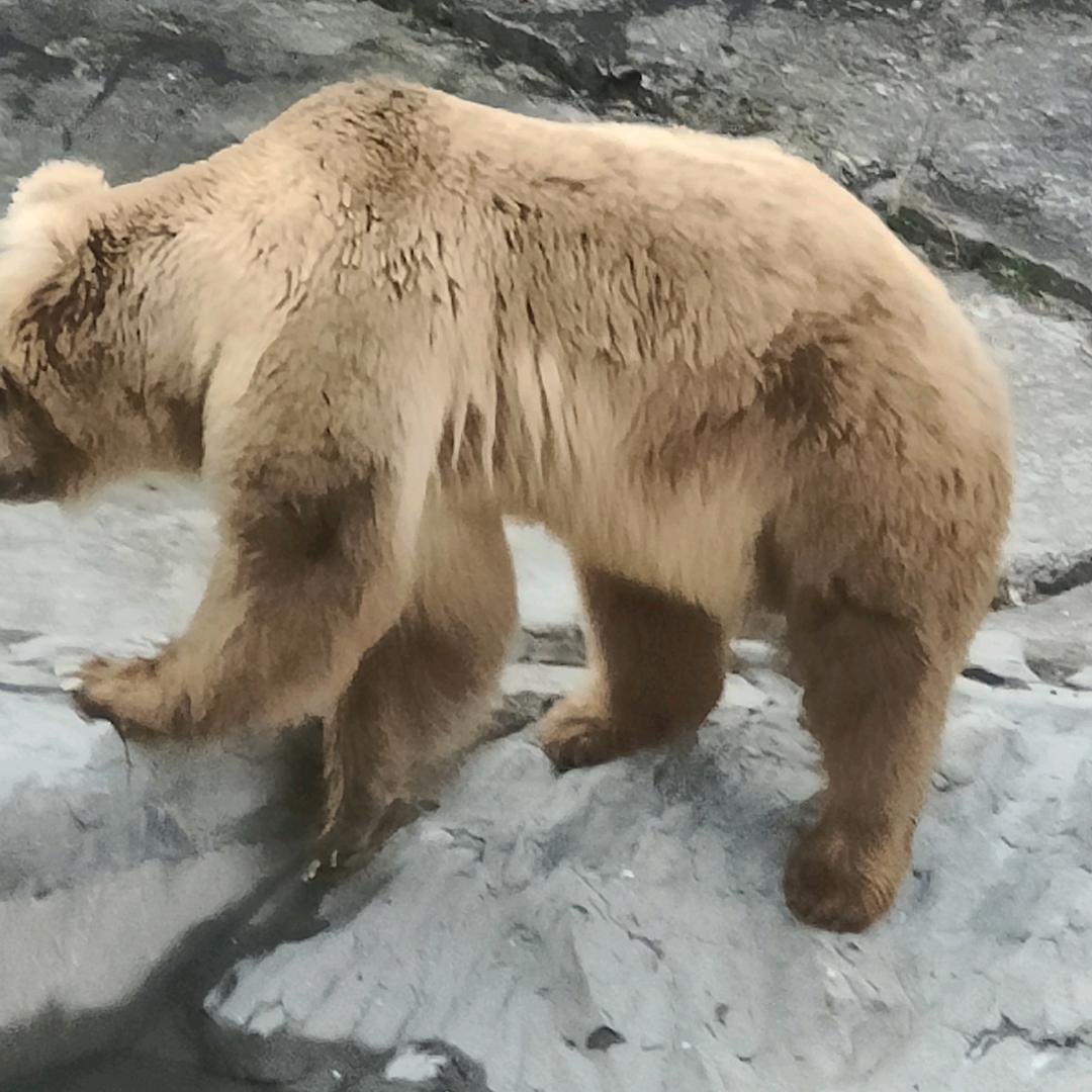 林胖胖