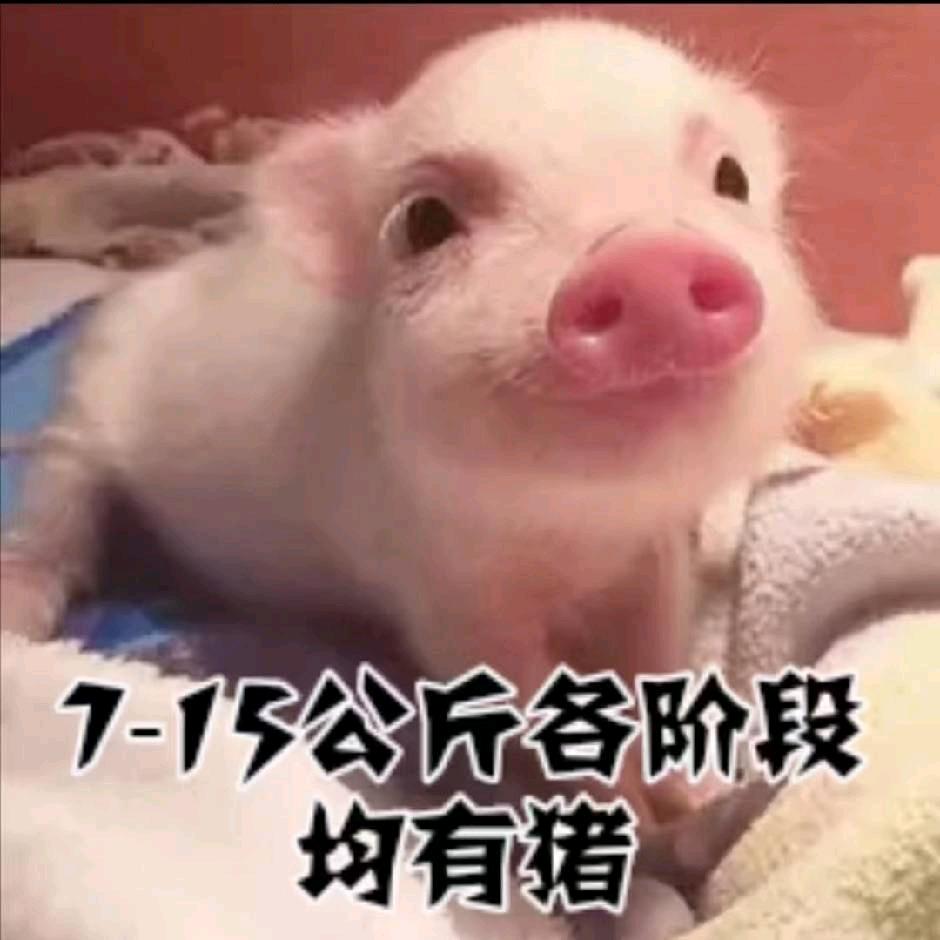 邓百万〈猪苗，大猪〉购销