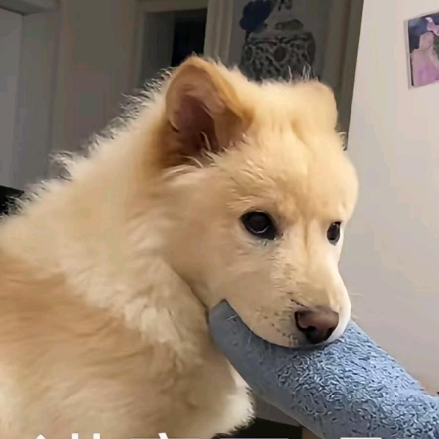 你就是那个大傻子