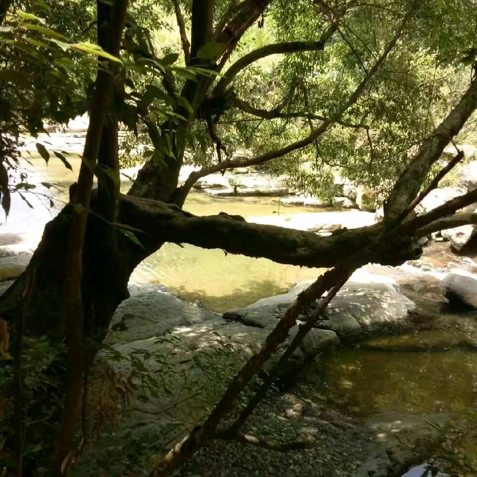 A虎哥